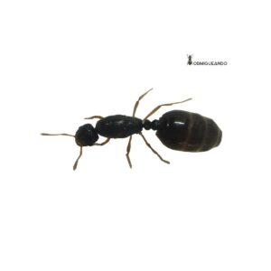 Reina Solenopsis fugax