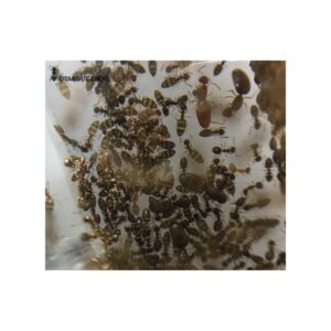 Colonia Plagiolepis taurica