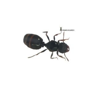 Colonia Tetramorium caespitum