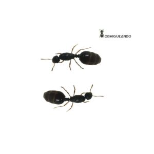 Poliginia Solenopsis fugax