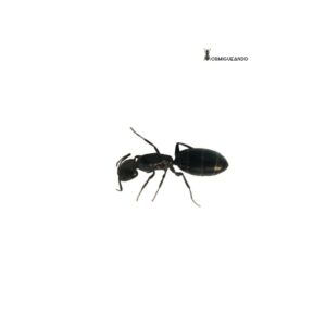 Reina Camponotus fallax