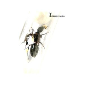 copy of Reina Camponotus cruentatus