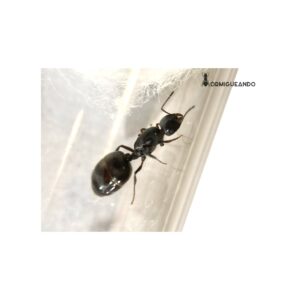 Reina Crematogaster auberti