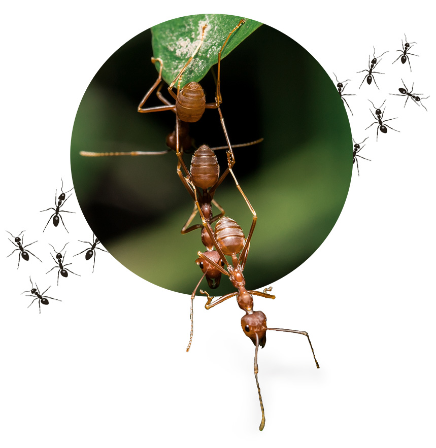 Hormigueando  Tienda especializada en cría de hormigas