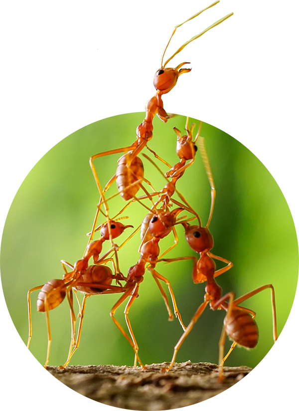 Hormigueando  Tienda especializada en cría de hormigas