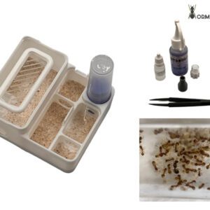 Kit de inicio Temnothorax Forminano
