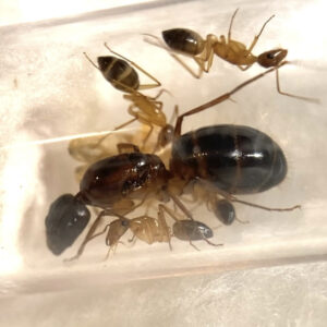 Colonia Camponotus pilicornis